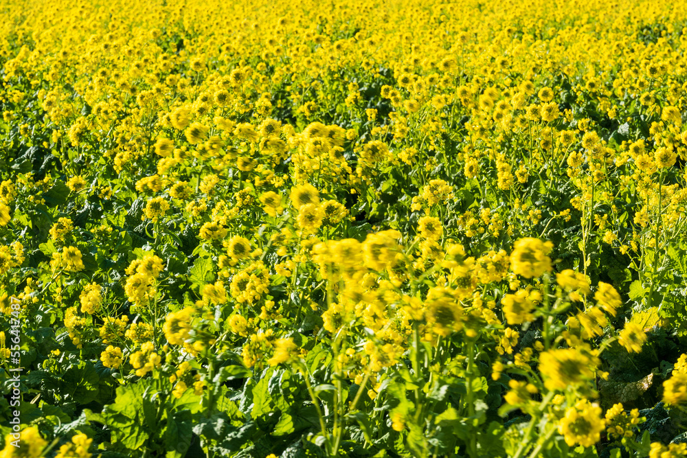 春を待つ南房総 鴨川の菜な畑ロード 青空のもと満開の菜の花が輝く 春を待つ南房総 鴨川の菜な畑ロード 青空のもと満開の菜の花が輝く