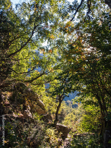 autumn in the woods