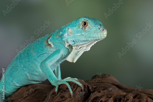 Beautiful juvenile Blue Iguana on wood.