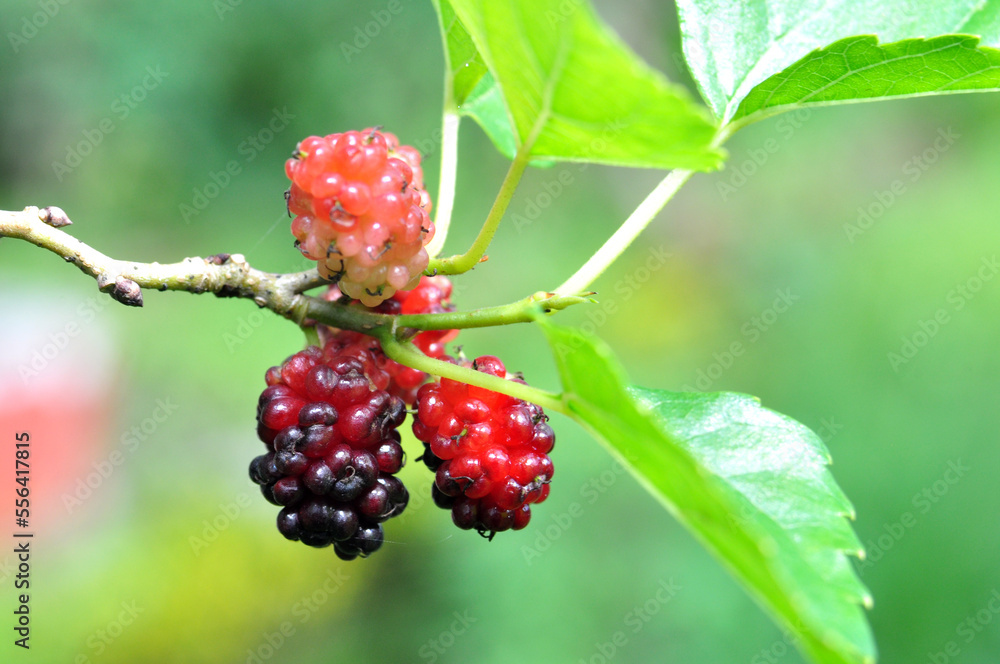 Mulberry fruit is a berry that comes from a tree called Morus Alba Mulberry fruit is a berry that comes from a tree called Morus Alba