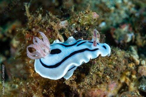 Loch s Chromodoris Chromodoris lochi