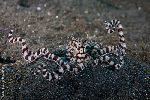 Mimic Octopus Thaumoctopus mimicus