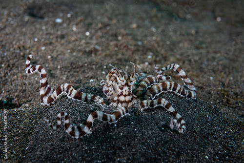 Mimic Octopus Thaumoctopus mimicus