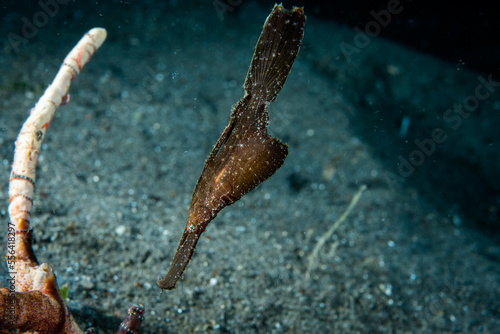 Robust Ghost Pipefish Solenostomus cyanopterus photo