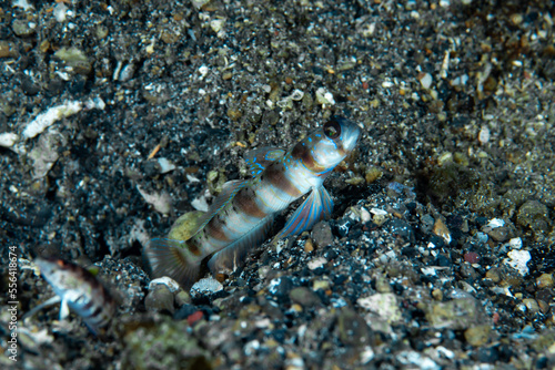 Arcfin Shrimpgoby Amblyeleotris arcupinna