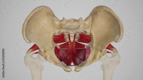 Muscles of Pelvis Anatomy Illustration.3d rendering