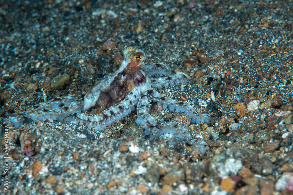 Indo-Pacific Longarm Octopuses Abdopus sp. Indo-Pacific Longarm Octopuses Abdopus sp.