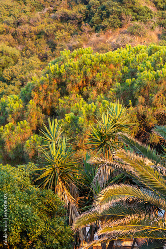 Green palm trees and bushes at Calabria seaside, Southern Italy