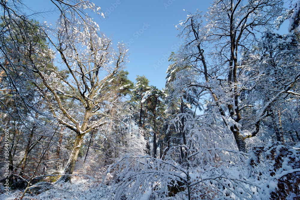 The Fontainebleau forest is covered in snow. Apremont gorges The Fontainebleau forest is covered in snow. Apremont gorges