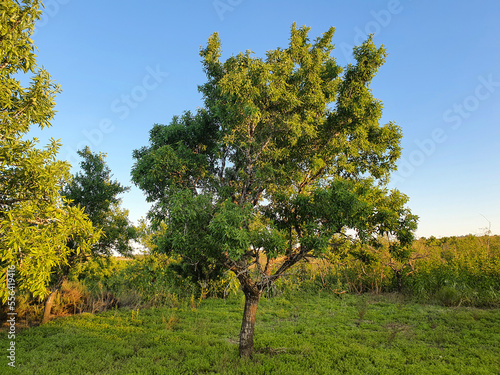 Vega Baja del Segura - San Miguel de Salinas - lugares y paisaje tradicional