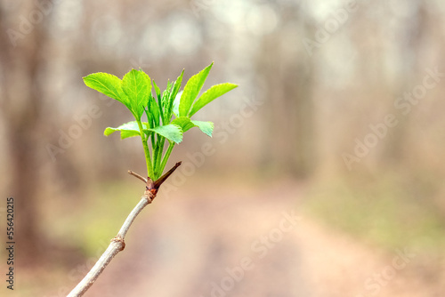 A branch of a tree with the first young green leaves in the forest in sunny weather