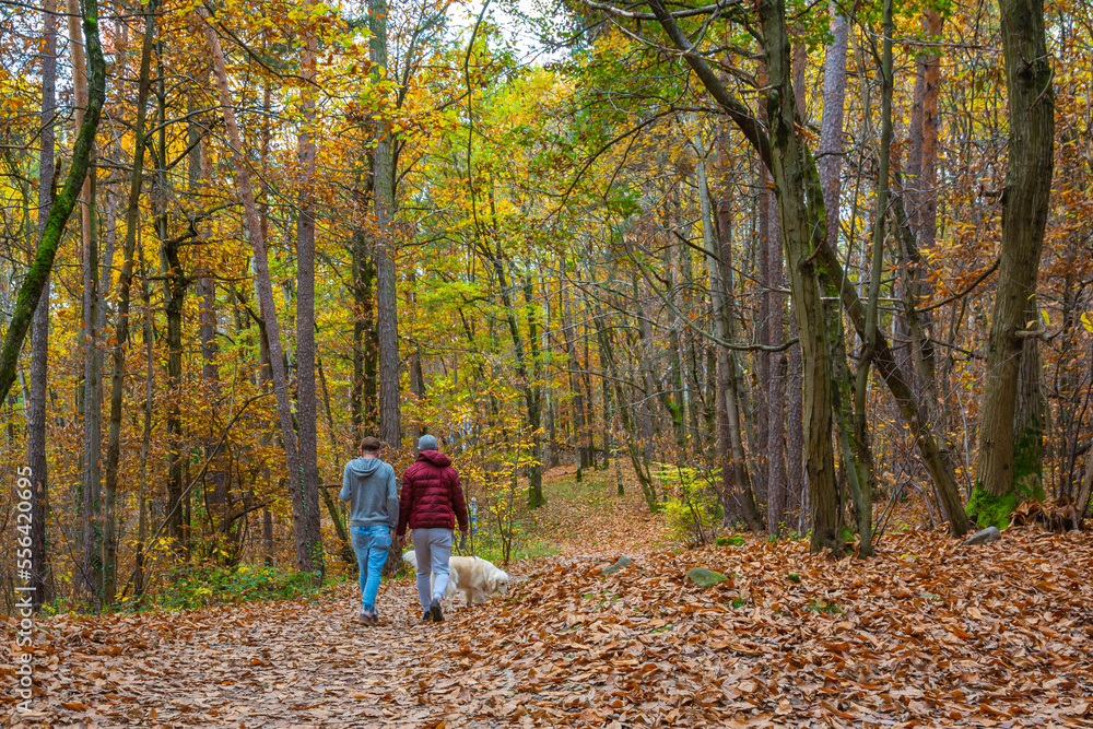 tourists walking alone along a forest path covered with fallen leaves in autumn - Monticolo forest nature reserve - Appiano, Bolzano province, Trentino Alto-Adige, Italy, Europe - tourists walking alone along a forest path covered with fallen leaves in autumn - Monticolo forest nature reserve - Appiano, Bolzano province, Trentino Alto-Adige, Italy, Europe -