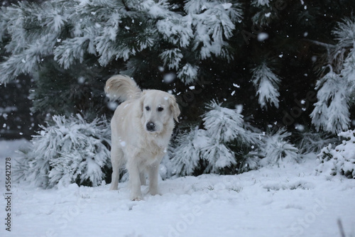 Cute golden retriever running and playing in the snow
