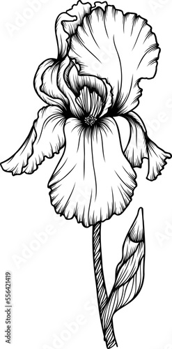 Linear iris flower. Hand drawn illustration. This art is perfect for invitation cards, spring and summer decor, greeting cards, posters, scrapbooking, print, etc.