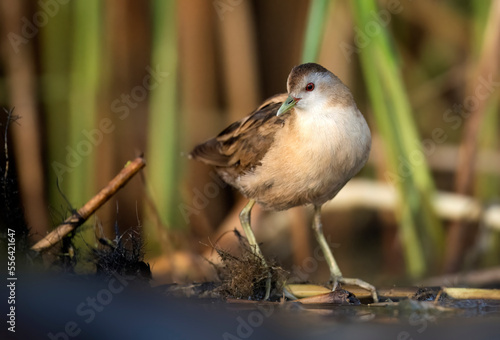 Little crake bird ( Porzana parva ) photo