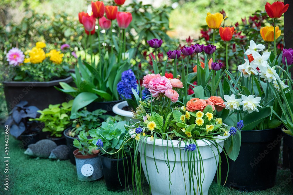 Naklejka premium wiosenne kompozycje kwiatowe w ogrodzie, tulipany, narcyzy, hiacynty i jaskry na tle bujnej zieleni