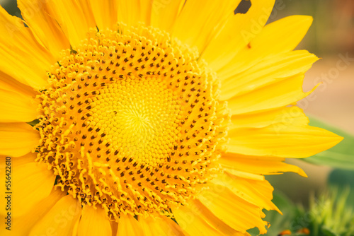 Close up and detail of a fibonacci sunflower