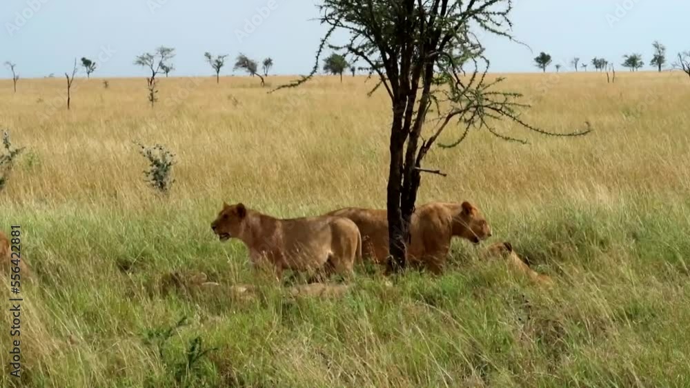 Tracking shot of a lioness lying down with others standing on guard in Serengeti Tracking shot of a lioness lying down with others standing on guard in Serengeti