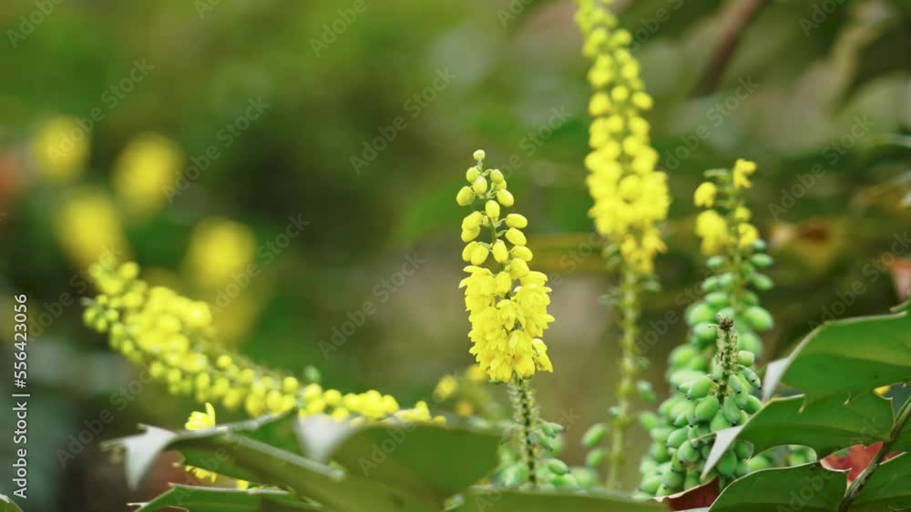 Berberis (mahonia) japonica with beautiful yellow flowers in ornamental garden Berberis (mahonia) japonica with beautiful yellow flowers in ornamental garden