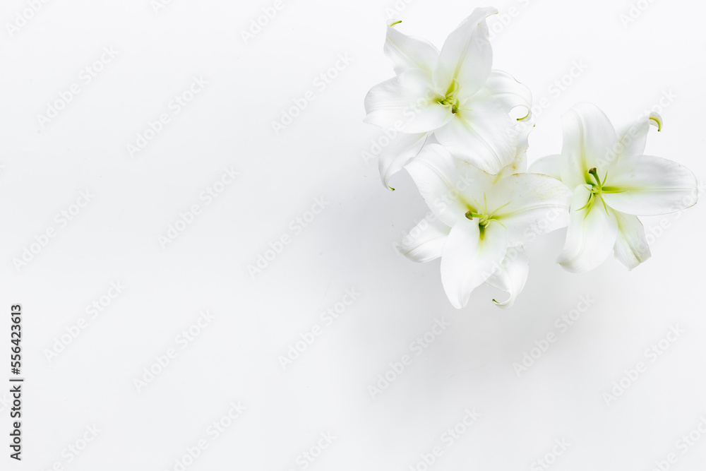 Obraz premium Flowers heads of white lilies. Floral mock up. Mourning or funeral background