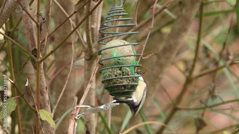 Great Tit (Parus Major) Feeding On Feeding on Fat Balls in a Bird Feeder in Autumn European Garden Scene Great Tit (Parus Major) Feeding On Feeding on Fat Balls in a Bird Feeder in Autumn European Garden Scene