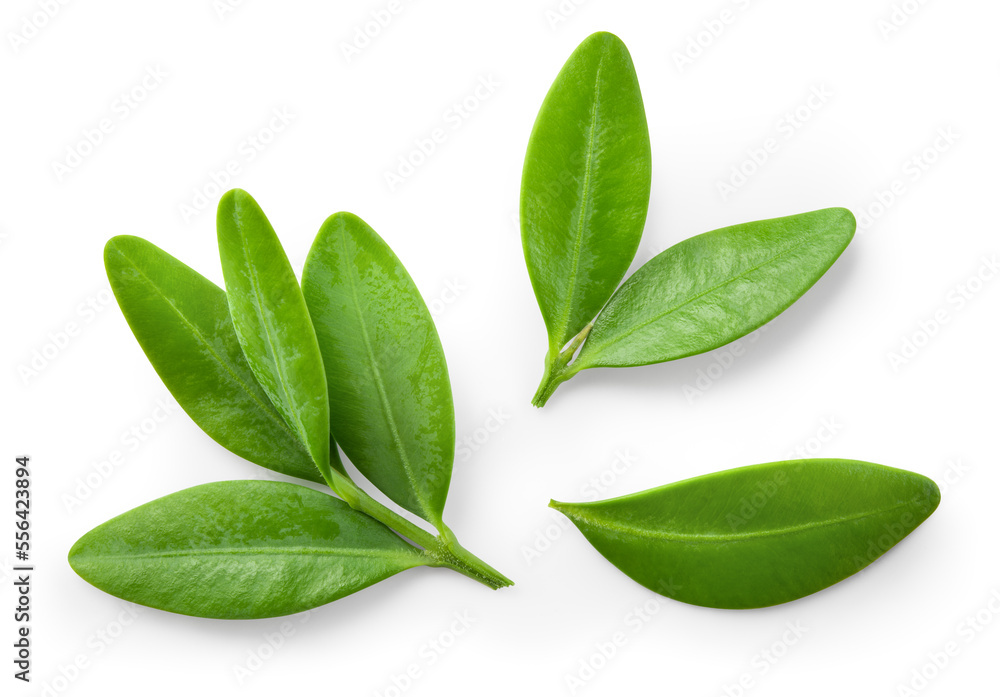 Obraz premium Blueberry leaf isolated. Blueberries top view. Blueberry leaves flat lay on white background with clipping path.