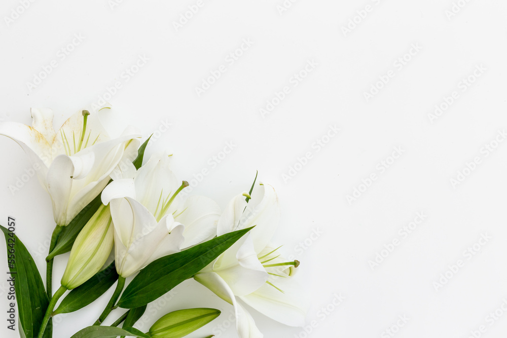 Flowers heads of white lilies. Floral mock up. Mourning or funeral background Flowers heads of white lilies. Floral mock up. Mourning or funeral background