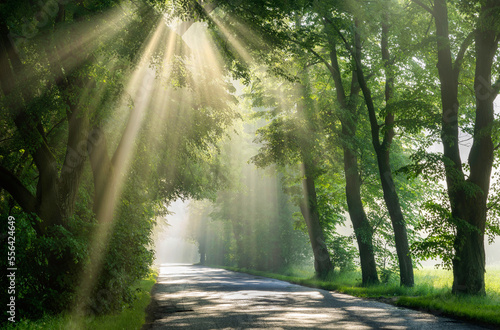 Beautiful sunrays in avenue of green trees © Piotr Krzeslak