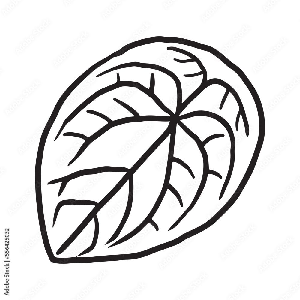 Tropical Plant leaf Doodle icon Tropical Plant leaf Doodle icon
