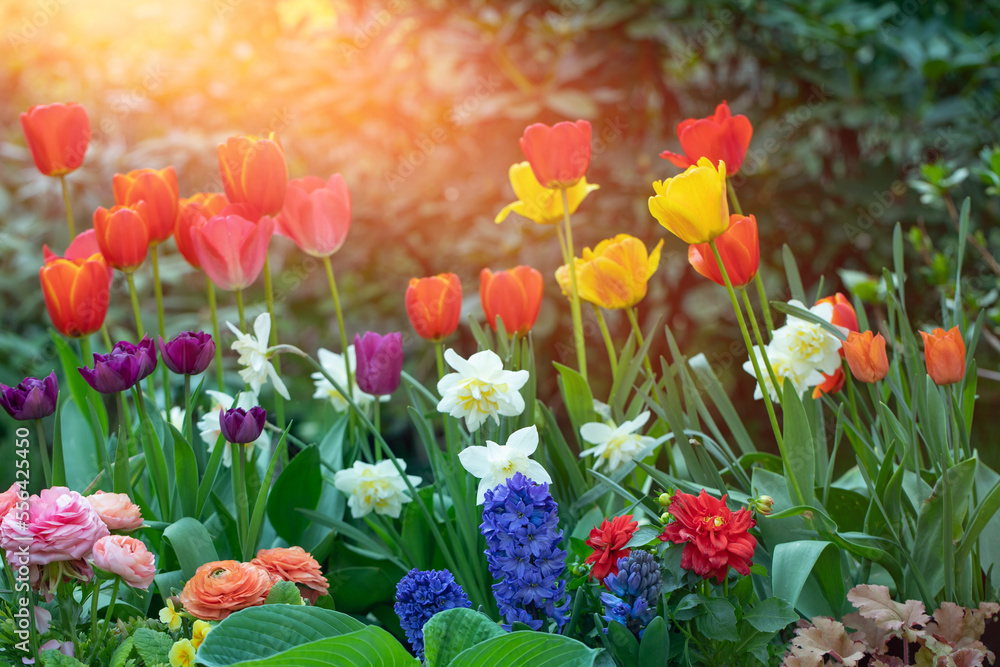 Obraz premium wiosenne kompozycje kwiatowe w ogrodzie, tulipany, narcyze, hiacynty i jaskry na tle soczystej zieleni 