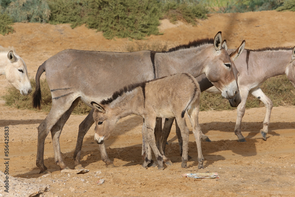 Donkeys with cub graze in Senegal, Africa. Farm in Senegal, Africa. Livestock in Africa. African domestic animal. Donkey: hoofed mammal in family Equidae, horse. Equus africanus asinus or Equus asinus Donkeys with cub graze in Senegal, Africa. Farm in Senegal, Africa. Livestock in Africa. African domestic animal. Donkey: hoofed mammal in family Equidae, horse. Equus africanus asinus or Equus asinus