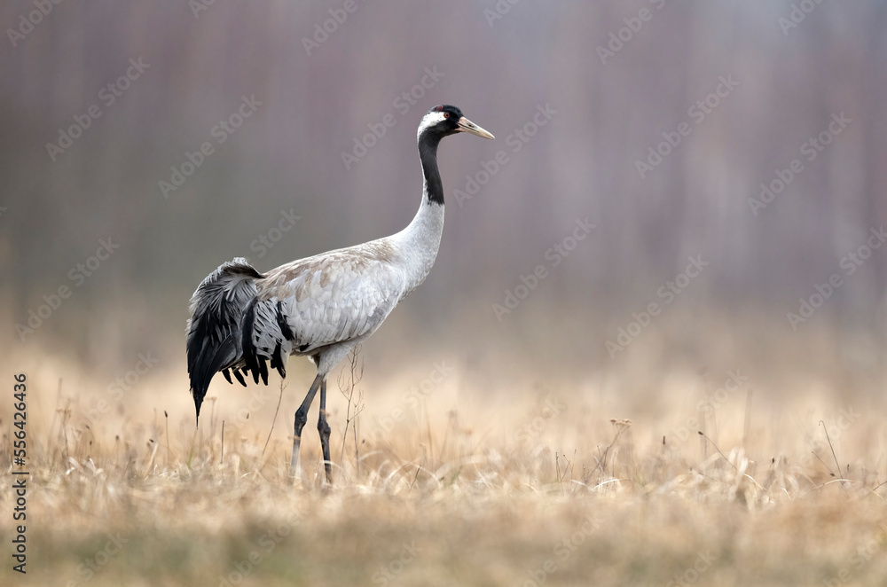 Common crane bird ( Grus grus ) Common crane bird ( Grus grus )