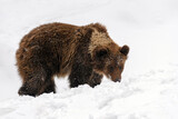 Close-up brown bear in winter forest. Danger animal in nature habitat. Wildlife scene