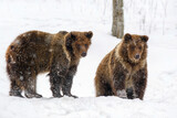 Close-up two brown bear in winter forest. Danger animal in nature habitat. Wildlife scene