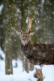One adult red deer with big beautiful antlers on a snowy forest