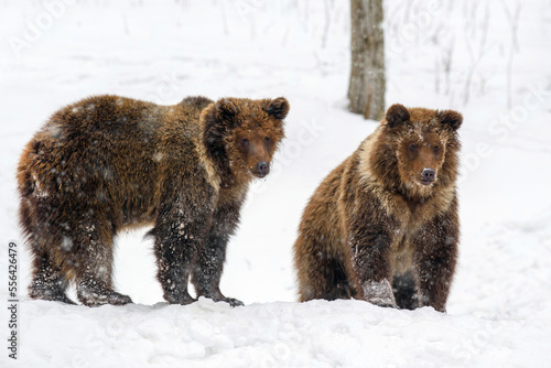 Close-up two brown bear in winter forest. Danger animal in nature habitat. Wildlife scene