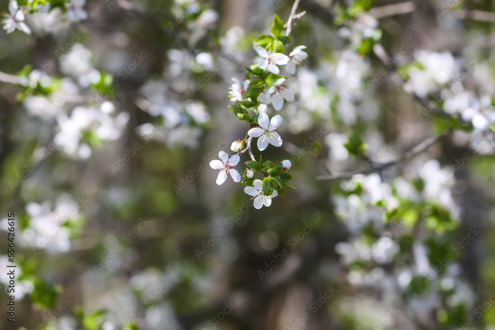Flowers of the cherry tree. Spring blossoms on a sunny day. Flowers of the cherry tree. Spring blossoms on a sunny day.