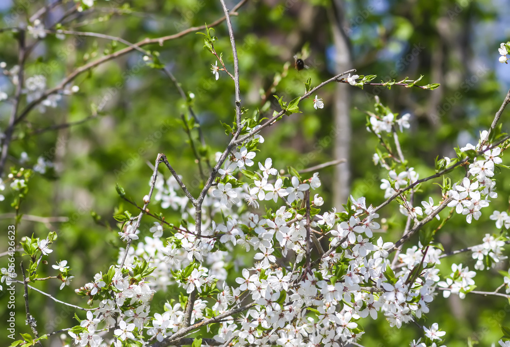 Flowers of the cherry tree. Spring blossoms on a sunny day. Flowers of the cherry tree. Spring blossoms on a sunny day.