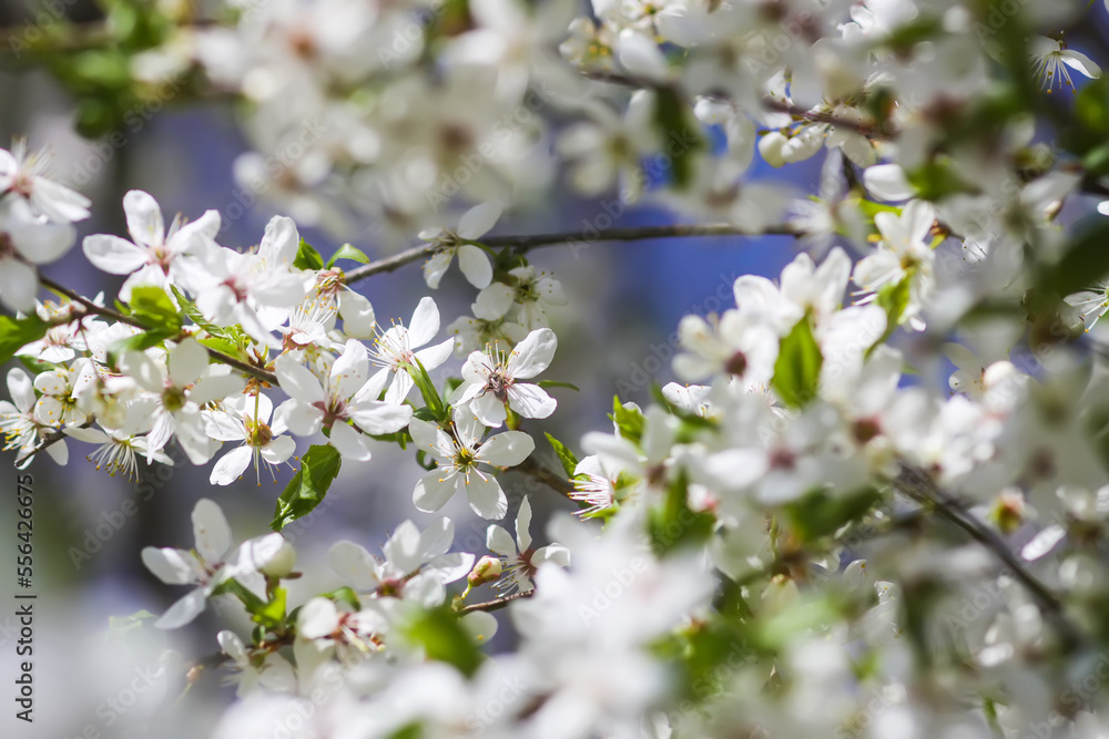 Flowers of the cherry tree. Spring blossoms on a sunny day. Flowers of the cherry tree. Spring blossoms on a sunny day.