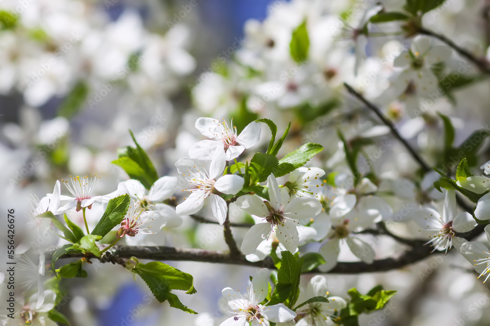 Flowers of the cherry tree. Spring blossoms on a sunny day. Flowers of the cherry tree. Spring blossoms on a sunny day.