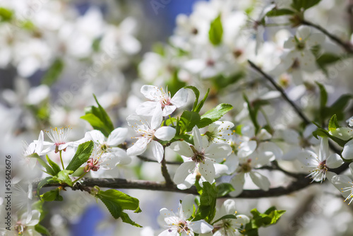 Flowers of the cherry tree. Spring blossoms on a sunny day.