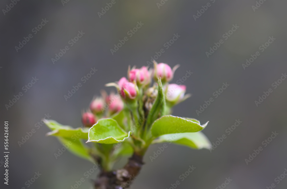 Apple trees flowers. Spring blossom in park. Beautiful nature background. Apple trees flowers. Spring blossom in park. Beautiful nature background.