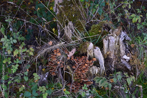 Mushrooms in Autumn in the Heath Lueneburger Heide, Walsrode, Lower Saxony