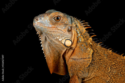 Closeup head of Red Iguana on black background.