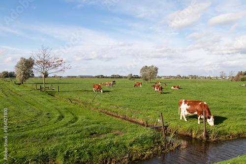 Dutch landscape with grazing cows in the meadow. © Jan van der Wolf