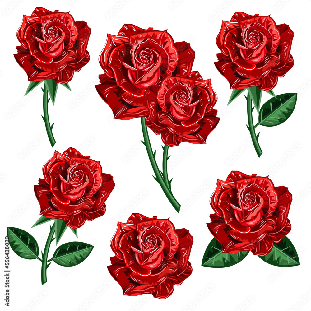 Fototapeta premium Rose flower set of blooming plant. Garden rose isolated icon of red blossom with green stem and leaf for romantic floral decoration, wedding bouquet and valentine greeting card. 