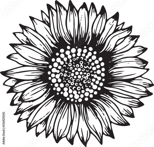 Linear sunflower flower. Hand drawn illustration. This art is perfect for invitation cards, spring and summer decor, greeting cards, posters, scrapbooking, print, etc.