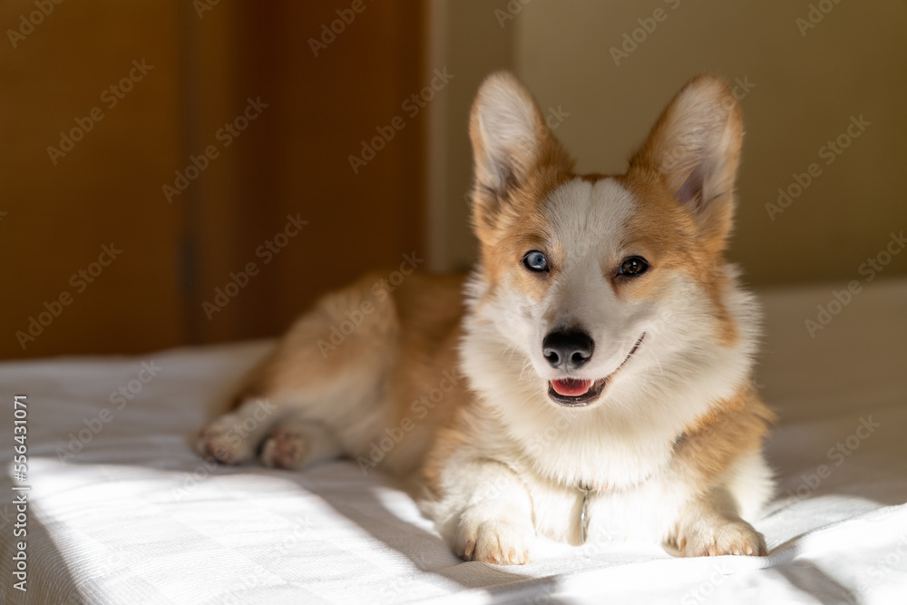 Corgi dog happy resting on the bed in the sun from the window. Corgi dog happy resting on the bed in the sun from the window.