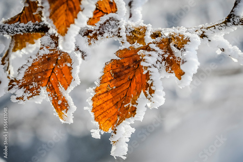 Metzerlen, Mariastein, Eiskristalle, Laub, Blatt, Winterlandschaft, Winter, Schnee, Eis, Wintereinbruch, gefrorener Nebel, wald, nebel, raureif, Schweiz photo