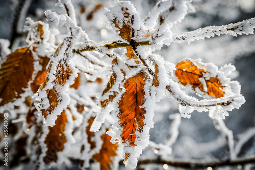 Metzerlen, Mariastein, Eiskristalle, Laub, Blatt, Winterlandschaft, Winter, Schnee, Eis, Wintereinbruch, gefrorener Nebel, wald, nebel, raureif, Schweiz photo